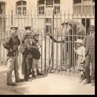 Screenshot 2025-05-18 at 21-06-58 VIDEO PARA LA SEMANA DE AGITACIÓN CONTRA LOS ZOOLÓGICOS - YouTube.png
